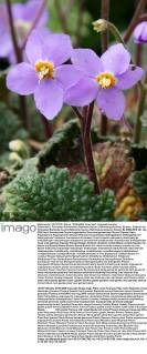 Felsenteller, Pyrenaeen-Felsenteller (Ramonda myconi, Ramonda pyrenaica), Blueten. Endemit der Pyrenaeen Ramonda myconi (Ramonda myconi, Ramonda pyrenaica), flowers BLWS034519