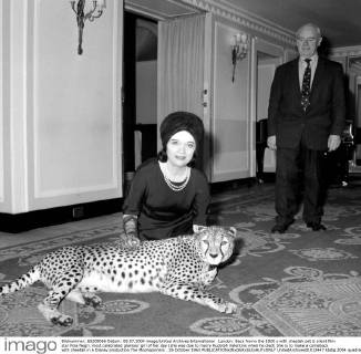 London: Back fromn the 1920 s with cheetah pet is silent film star Pola Negri, most celebrated glamour girl of her day (she was due to marry Rudolph Valentino when he died) She is to make a comeback with cheetah in a Disney production The Moonspinners . 25 October 1963  UnitedArchives01012447