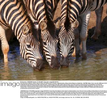 Drei Burchells Zebras trinken Kopf an Kopf am Wasserloch, Potraits, Nahaufnahme, Mkuze Game Reserve, Südafrika - McPNBT