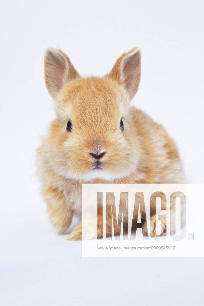 Stockfoto Zwergkaninchen Zwerg Kaninchen Oryctolagus Cu