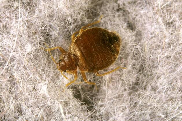 Gemeine Bettwanze, Bettwanze, Bett-Wanze, Hauswanze, Haus-Wanze (Cimex lectularius), auf wolligem Untergrund Bedbug, Common bedbug, Wall-louse (Cimex lectularius), on hairy ground BLW053418