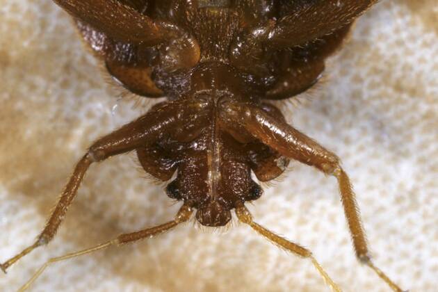 Gemeine Bettwanze, Bettwanze, Bett-Wanze, Hauswanze, Haus-Wanze (Cimex lectularius), Portraet der Unterseite Bedbug, Common bedbug, Wall-louse (Cimex lectularius), portrait from the underside BLW053420