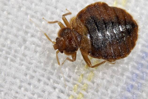 Gemeine Bettwanze, Bettwanze, Bett-Wanze, Hauswanze, Haus-Wanze (Cimex lectularius), im Bett Bedbug, Common bedbug, Wall-louse (Cimex lectularius), in bed BLWS361462