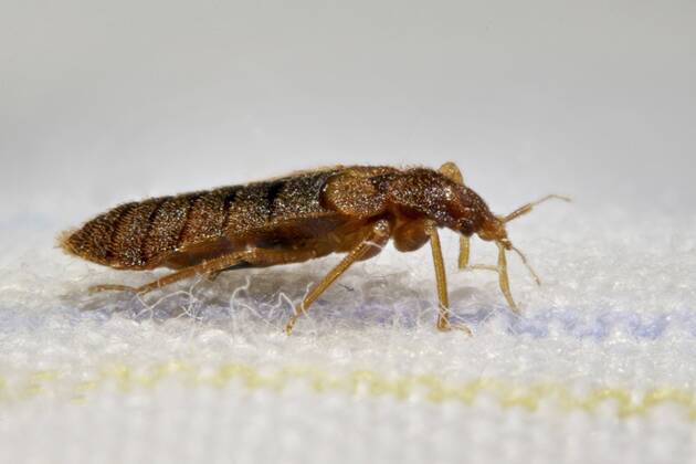 Gemeine Bettwanze, Bettwanze, Bett-Wanze, Hauswanze, Haus-Wanze (Cimex lectularius), im Bett Bedbug, Common bedbug, Wall-louse (Cimex lectularius), in bed BLWS361463