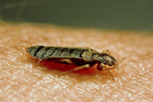 Gemeine Bettwanze, Bettwanze, Bett-Wanze, Hauswanze, Haus-Wanze (Cimex lectularius), auf der Haut Bedbug, Common bedbug, Wall-louse (Cimex lectularius), on human skin BLWS361465