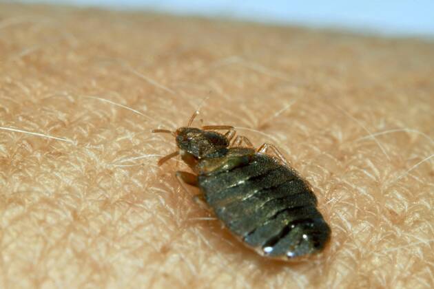 Gemeine Bettwanze, Bettwanze, Bett-Wanze, Hauswanze, Haus-Wanze (Cimex lectularius), auf der Haut Bedbug, Common bedbug, Wall-louse (Cimex lectularius), on human skin BLWS361466