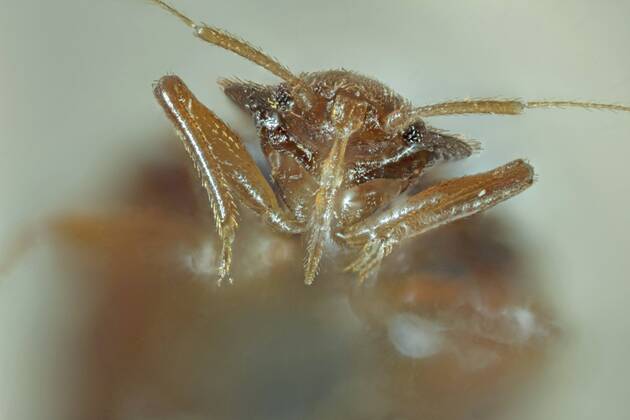 Gemeine Bettwanze, Bettwanze, Bett-Wanze, Hauswanze, Haus-Wanze (Cimex lectularius), Portraet, Saugruessel Bedbug, Common bedbug, Wall-louse (Cimex lectularius), portrait, sucker BLWS361467