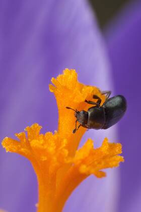 Rapsglanzkaefer, Raps-Glanzkaefer (Meligethes aeneus, Brassicogethes aeneus), krabbbelt auf der Narbe eines Krokus, Deutschland Pollen beetle (Meligethes aeneus, Brassicogethes aeneus), on the stima of a crocus, Germany BLWS361698