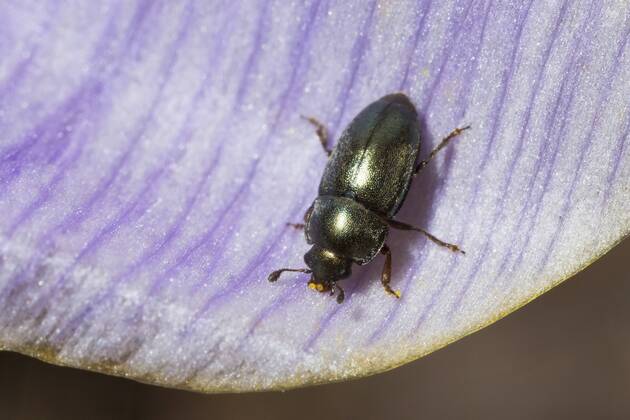 Rapsglanzkaefer, Raps-Glanzkaefer (Meligethes aeneus, Brassicogethes aeneus), sitzt auf dem Bluetenblatt eines Krokus, Deutschland Pollen beetle (Meligethes aeneus, Brassicogethes aeneus), sits on the petal of a crocus flower, Germany BLWS361701