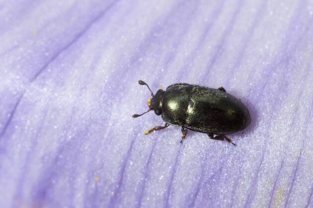 Rapsglanzkaefer, Raps-Glanzkaefer (Meligethes aeneus, Brassicogethes aeneus), sitzt auf dem Bluetenblatt eines Krokus, Deutschland Pollen beetle (Meligethes aeneus, Brassicogethes aeneus), sits on the petal of a crocus flower, Germany BLWS361700