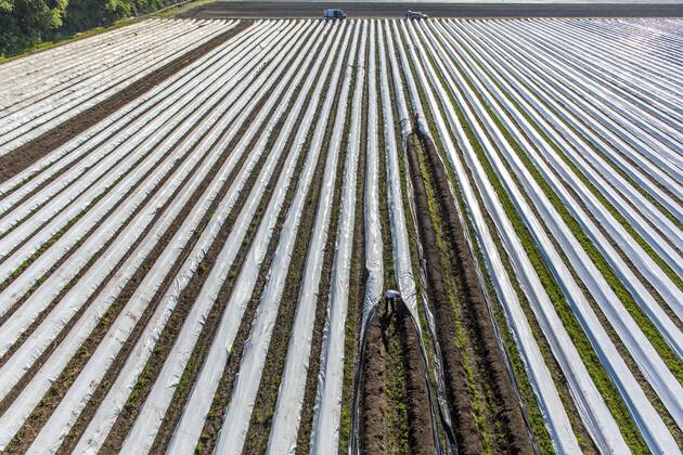 Spargelernte am Niederrhein, Arbeiter decken Spargeldämme mit Folie ab, unter der Folie wächst der Spargel früher und schneller