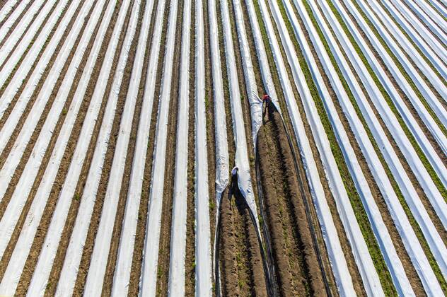Spargelernte am Niederrhein, Arbeiter decken Spargeldämme mit Folie ab, unter der Folie wächst der Spargel früher und schneller