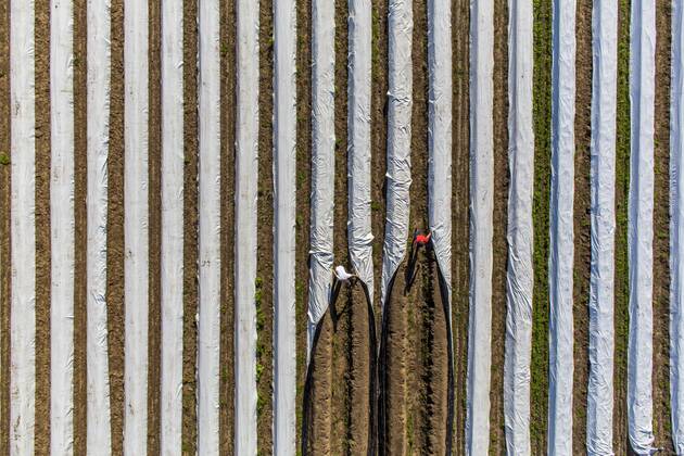 Spargelernte am Niederrhein, Arbeiter decken Spargeldämme mit Folie ab, unter der Folie wächst der Spargel früher und schneller