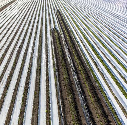 Spargelernte am Niederrhein, Arbeiter decken Spargeldämme mit Folie ab, unter der Folie wächst der Spargel früher und schneller