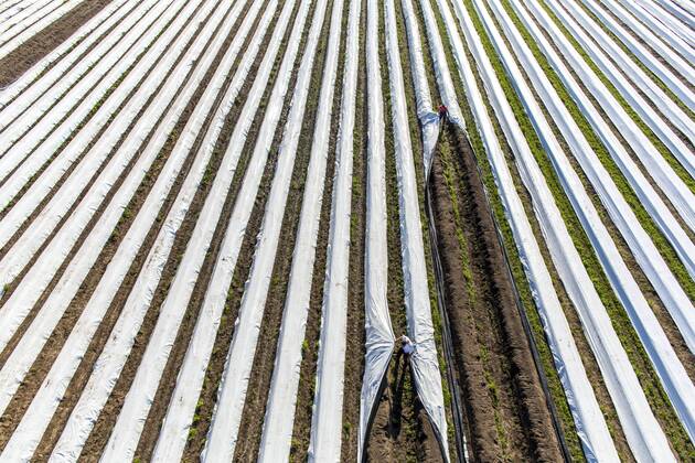 Spargelernte am Niederrhein, Arbeiter decken Spargeldämme mit Folie ab, unter der Folie wächst der Spargel früher und schneller
