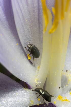Rapsglanzkaefer, Raps-Glanzkaefer (Meligethes aeneus, Brassicogethes aeneus), krabbbeln in der Bluete eines Krokus, Deutschland Pollen beetle (Meligethes aeneus, Brassicogethes aeneus), on a cocus flower, Germany BLWS361699