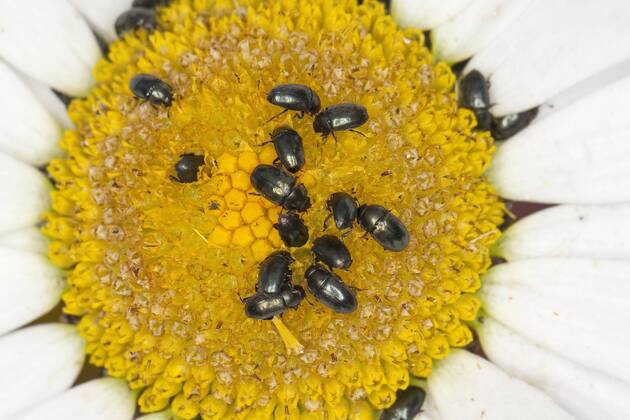 Rapsglanzkaefer, Raps-Glanzkaefer (Meligethes aeneus, Brassicogethes aeneus), als Bluetenbesucher auf einer Margerite, Deutschland pollen beetle (Meligethes aeneus, Brassicogethes aeneus), on a daisy flower, Germany BLWS312459