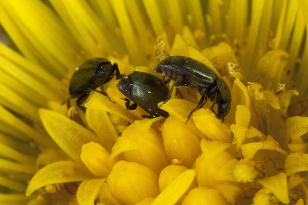 Rapsglanz-Kaefer, Rapsglanzkaefer (Meligethes aeneus, Brassicogethes aeneus), als Bluetenbesucher auf Huflattich, Deutschland pollen beetle (Meligethes aeneus, Brassicogethes aeneus), on coltsfoot, Germany BLWS273770