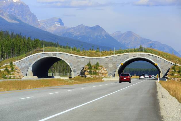 Wildlife bridge crossing over the Trans-Canada Highway, Banff National Park, Alberta, Canada acp72553 Photography
