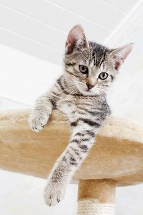 Domestic cat, kitten lying on cat tree  11317CS-U