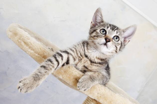 Domestic cat, kitten lying on cat tree  11318CS-U