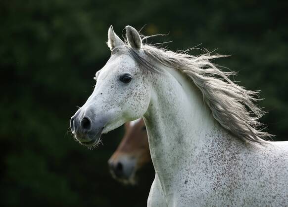 Germany, Baden-Wuerttemberg, Arabian horse, Equus ferus caballus property released SLF000394