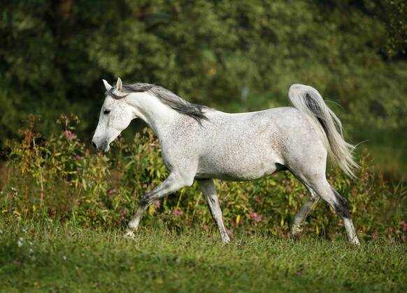 Germany, Baden-Wuerttemberg, Arabian horse, Equus ferus caballus, trots property released SLF000395