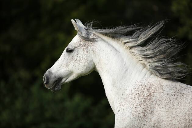 Germany, Baden-Wuerttemberg, Arabian horse, Equus ferus caballus, galloping property released SLF000396