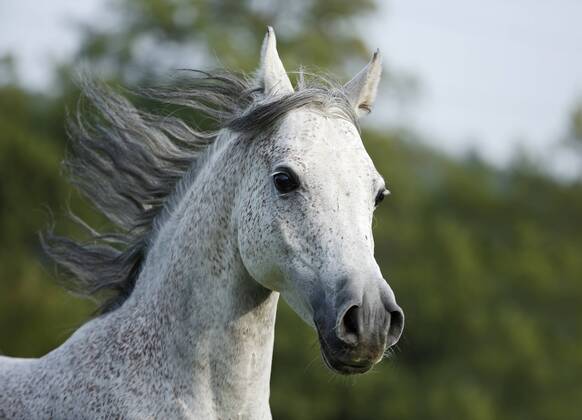 Germany, Baden-Wuerttemberg, Arabian horse, Equus ferus caballus, galloping property released SLF000397