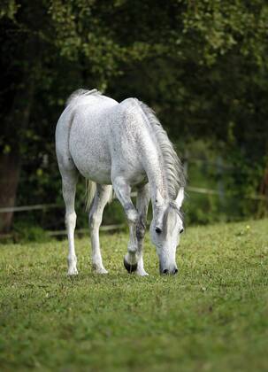 Germany, Baden-Wuerttemberg, Arabian horse, Equus ferus caballus property released SLF000398