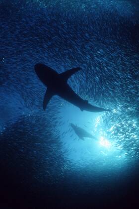 Copper shark Bronze whaler {Carcharhinus brachyurus} & S. African fur seal predating 1117481 DougxPerrine