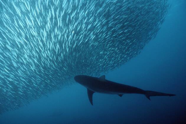 Copper shark Bronze whaler {Carcharhinus brachyurus} predating sardine baitball, Transkei coast, South Africa. 1117483 DougxPerrine