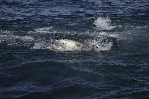Copper shark bronze whaler (Carcharhinus brachyurus) lunges through bait ball of Sardines, filling its mouth during annual Sardine Run off the Wild Coast Transkei of South Africa, Indian Ocean 1211674 DougxPerrine