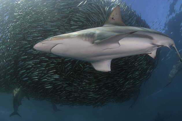 Copper shark Bronze whaler (Carcharhinus brachyurus) feeding on a baitball of Sardines Pilchards (Sardinops sagax) during the annual Sardine Run off the east coast of South Africa at Mboyti, Transkei or Wild Coast (Indian Ocean) 1233726 DougxPerrine