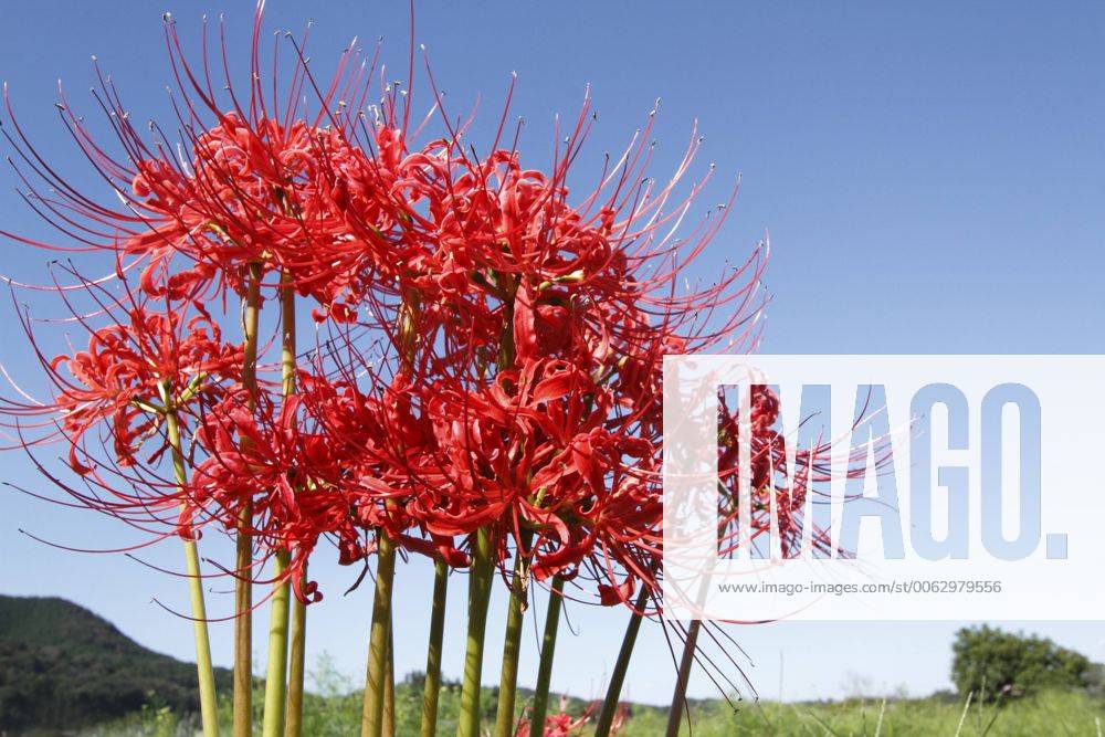 Red Spider Lily Publicationxinxgerxsuixautxhunxonly Rqib0000