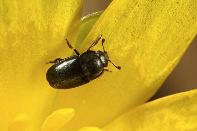 Rapsglanzkaefer, Raps-Glanzkaefer (Meligethes aeneus, Brassicogethes aeneus), auf einer Bluete, Deutschland Pollen beetle (Meligethes aeneus, Brassicogethes aeneus), on a flower, Germany BLWS379037