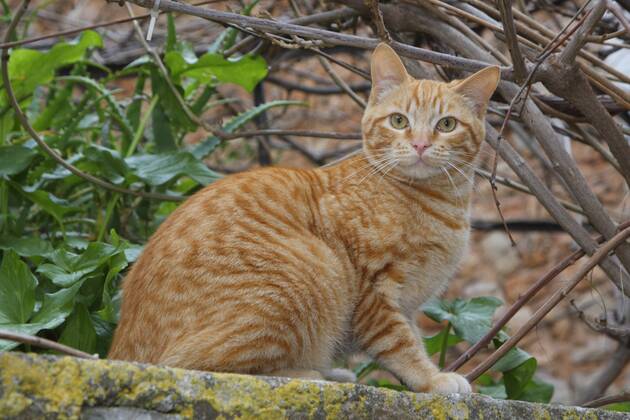 Hauskatze, Haus-Katze (Felis silvestris f. catus), rothaarige getigerte Katze sitzt auf einer Mauer, Spanien, Balearen, Mallorca domestic cat, house cat (Felis silvestris f. catus), red-haired striped cat sitting on a wall, Spain, Balearen, Majorca BLWS383955