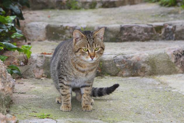 Hauskatze, Haus-Katze (Felis silvestris f. catus), getigerte Katze steht vor einer Treppe, Spanien, Balearen, Mallorca domestic cat, house cat (Felis silvestris f. catus), striped cat standing before a stair, Spain, Balearen, Majorca BLWS383958