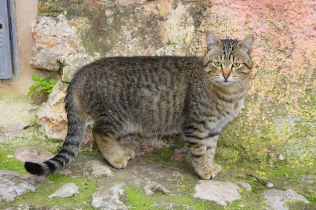 Hauskatze, Haus-Katze (Felis silvestris f. catus), getigerte Katze steht vor einer Mauer, Spanien, Balearen, Mallorca domestic cat, house cat (Felis silvestris f. catus), striped cat standing before a wall, Spain, Balearen, Majorca BLWS383959