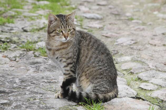 Hauskatze, Haus-Katze (Felis silvestris f. catus), getigerte Katze sitzt auf einem Weg, Spanien, Balearen, Mallorca domestic cat, house cat (Felis silvestris f. catus), striped cat sitting on a path, Spain, Balearen, Majorca BLWS383962