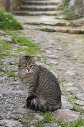 Hauskatze, Haus-Katze (Felis silvestris f. catus), getigerte Katze sitzt auf einem Weg, Spanien, Balearen, Mallorca domestic cat, house cat (Felis silvestris f. catus), striped cat sitting on a path, Spain, Balearen, Majorca BLWS383963