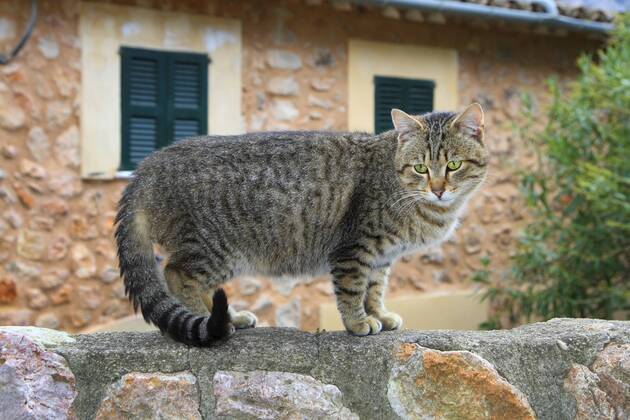 Hauskatze, Haus-Katze (Felis silvestris f. catus), getigerte Katze steht auf einer Mauer, Spanien, Balearen, Mallorca domestic cat, house cat (Felis silvestris f. catus), striped cat standing on a wall, Spain, Balearen, Majorca BLWS383967