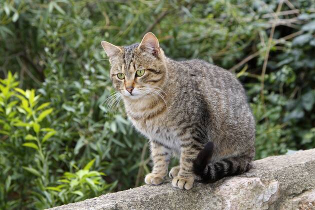Hauskatze, Haus-Katze (Felis silvestris f. catus), getigerte Katze sitzt auf einer Mauer, Spanien, Balearen, Mallorca domestic cat, house cat (Felis silvestris f. catus), striped cat sitting on a wall, Spain, Balearen, Majorca BLWS383970