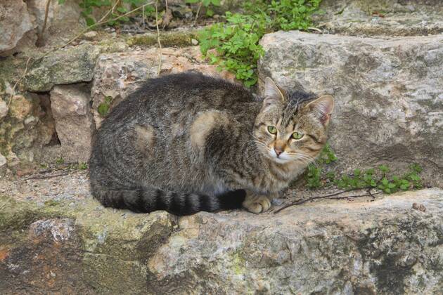 Hauskatze, Haus-Katze (Felis silvestris f. catus), getigerte Katze liegt auf einer Treppe, Spanien, Balearen, Mallorca domestic cat, house cat (Felis silvestris f. catus), striped cat lying on a stair, Spain, Balearen, Majorca BLWS383973