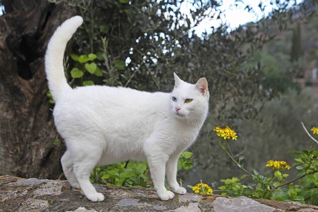 Hauskatze, Haus-Katze (Felis silvestris f. catus), weisshaarige Katze steht auf einer Mauer, Spanien, Balearen, Mallorca domestic cat, house cat (Felis silvestris f. catus), white-haired cat standing on a wall, Spain, Balearen, Majorca BLWS383974