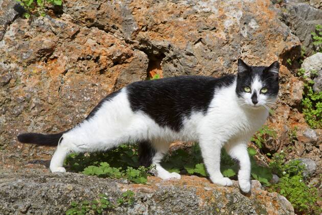 Hauskatze, Haus-Katze (Felis silvestris f. catus), schwarz-weisse gescheckte Katze steht auf einem Stein, Spanien, Balearen, Mallorca domestic cat, house cat (Felis silvestris f. catus), black and white spotted cat standing on a a stone, Spain, Balearen, Majorca BLWS383975