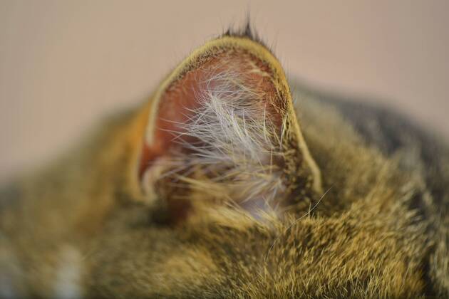 Hauskatze, Haus-Katze (Felis silvestris f. catus), Ohr einer Hauskatze domestic cat, house cat (Felis silvestris f. catus), ear of a house cat BLWS384691