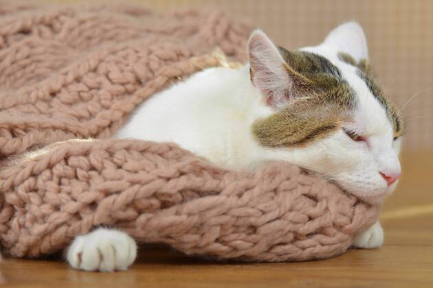 Hauskatze, Haus-Katze (Felis silvestris f. catus), Katze liegt eingekuschelt in einem Schal domestic cat, house cat (Felis silvestris f. catus), cat lying cuddly in a scarf BLWS384676