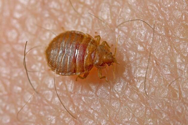 Gemeine Bettwanze, Bettwanze, Bett-Wanze, Hauswanze, Haus-Wanze (Cimex lectularius), auf menschlicher Haut, Deutschland Bedbug, Common bedbug, Wall-louse (Cimex lectularius), on human skin, Germany BLWS388326