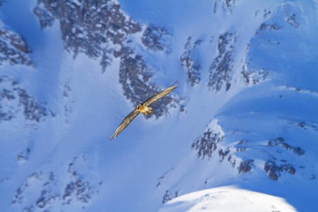 Bartgeier, Bart-Geier, Laemmergeier, Laemmer-Geier (Gypaetus barbatus), Bartgeier im Flug vor verschneiter Berglandschaft, Schweiz, Wallis, Leukerbad Lammergeier, Bearded Vulture (Gypaetus barbatus), bearded vulture in flight before snowy mountain scenery, Switzerland, Valais, Leukerbad BLWS392845